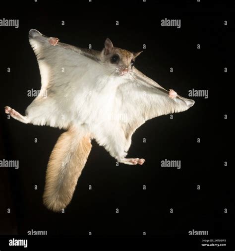 Southern Flying Squirrel Glaucomys Volans Voplaning Or Gliding At