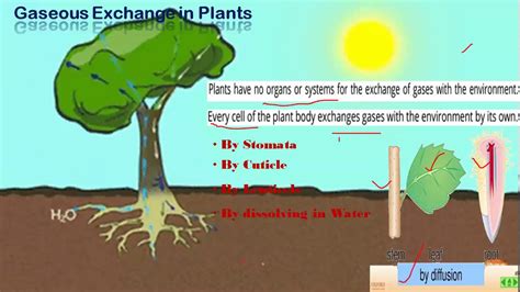 Grade 10 Biology 1 Gaseous Exchange In Plants Youtube