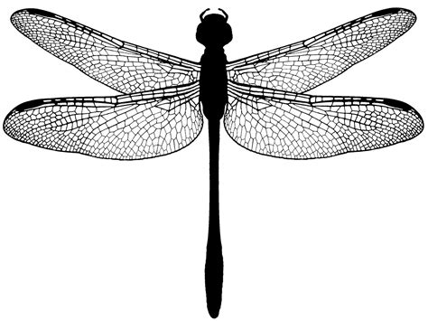 Dragonfly Dragonfly Drawing Dragonfly Tattoo Dragonfly Art