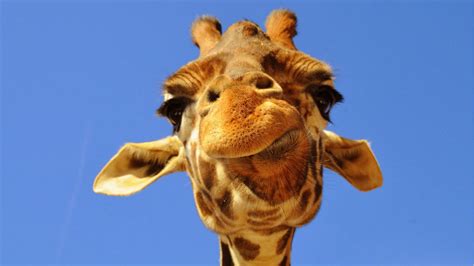 Giraffe Facebook Profile Photo Explained Celebrity 2014
