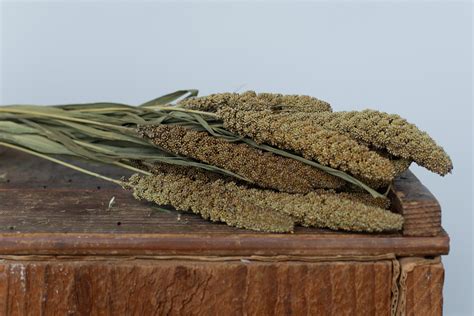 Highlander Millet Grass - natural