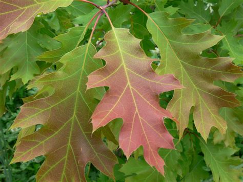 Quercus Rubra Red Oak