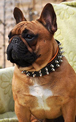 Check out our french bulldog harness selection for the very best in unique or custom, handmade pieces from our pet harnesses & backpacks shops. Bestia Frenchie collar, spiked, HANDMADE, french bulldog ...
