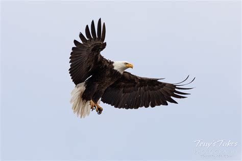 Bald Eagle Preps For Landing Tonys Takes Photography