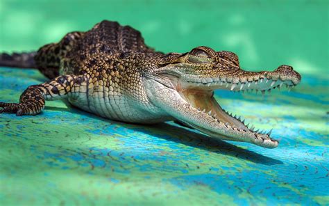 Зеленый крокодил 55 фото Описание вида Характеристики с фото