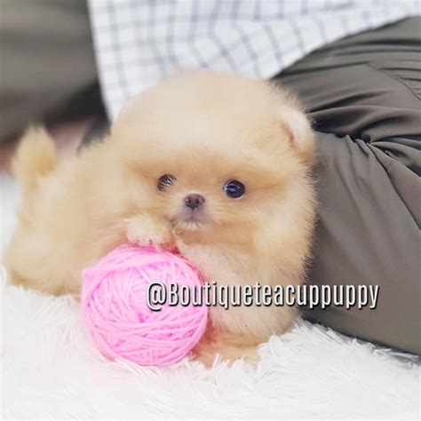 Short Haired Pomeranian Puppies
