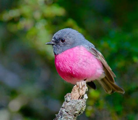10 Dazzling Pink Colored Birds