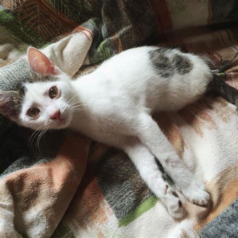 Two Legged Kitten Found In Yard Amazes Rescuers With What He Can Do