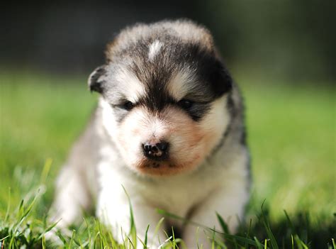 Alaskan Malamute Puppy Puppies For Sale In Ontario Cost Price