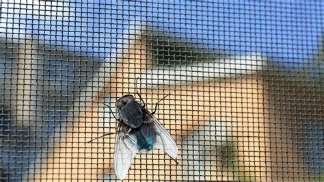 Effektiver Insektenschutz In Haus Und Wohnung Bei Freiz