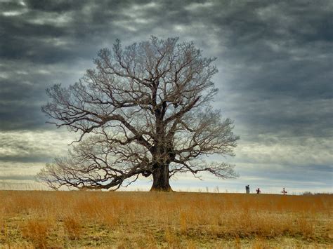 Oak Tree At Oak Ridge Estate Nelson County Virginia Flickr