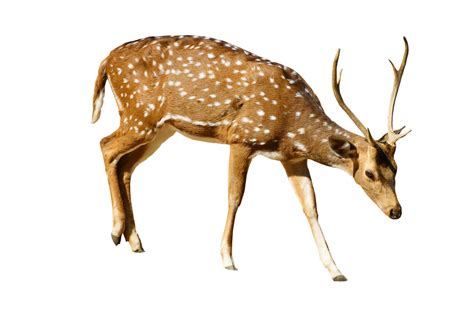 Brown Deer With White Spots Standing Png Image Purepng Free