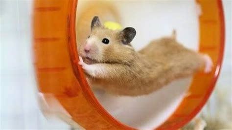 Funny Hamsters 🔴 Funny Hamster Videos Compilation 2018