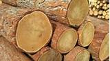 Types Of Wood Logs Photos