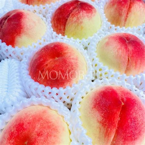 Japanese Wakayama Hakuhou White Peach — Momobud