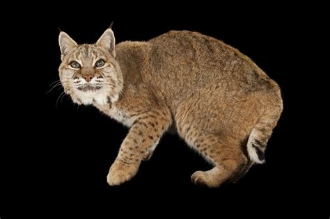 Things You Didn't Know About Bobcats | Bobcat pictures, Small wild cats