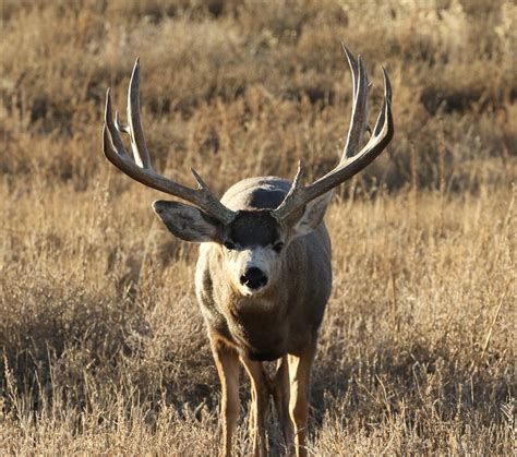 Big Mule Deer Buck With Lots Of Mass And Cheater Points A Photo On