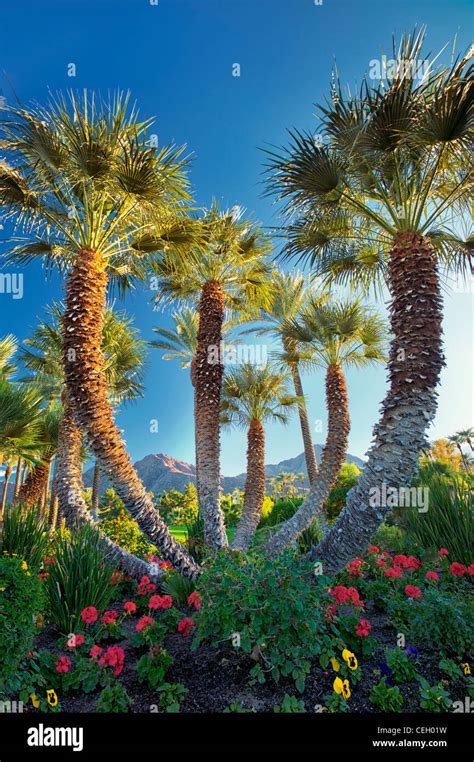 Jardins en californie Banque de photographies et d’images à haute