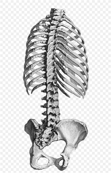 The thoracic cage consists of the 12 thoracic vertebrae, the associated intervertebral discs. Human Anatomy Rib Cage Vertebral Column Pelvis, PNG ...