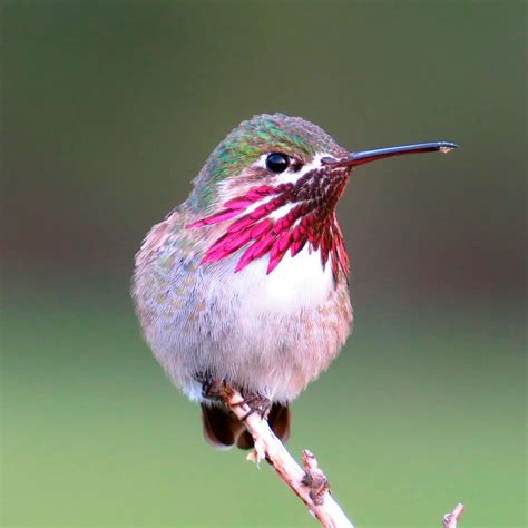 10 Incredible Hummingbird Species You Could See In Your Backyard