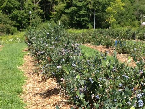 Blueberry Varieties Kenburn Orchards