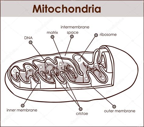 Ilustrador Vectorial De Sección Transversal De Mitocondrias 2022