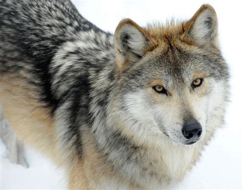 Sperm Banking Revives Endangered Mexican Wolf National Geographic