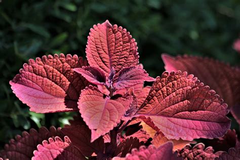 Red Coleus Leaves Close Up Free Stock Photo Public Domain Pictures
