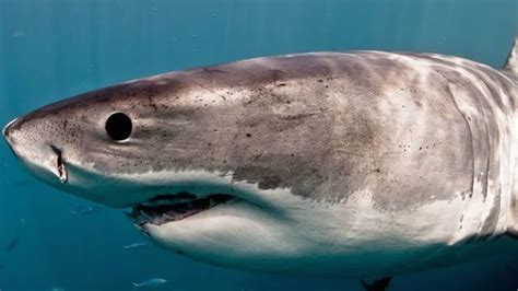 The Biggest Great White Shark Ever Caught On Camera Youtube