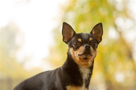 The Five Most Aggressive Dog Breeds Canna Pet