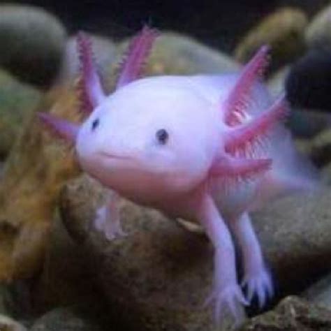 Amazing Pink Amphibian 4 Legged Fish Somebody Help Me