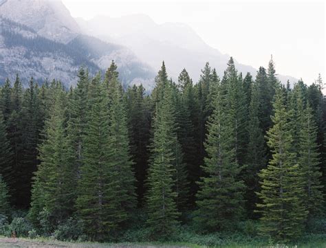Different Types Of Evergreen Trees Complete Buying Guide For