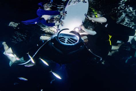 Manta Ray Night Snorkel In Kona Hi Kona Honu Divers