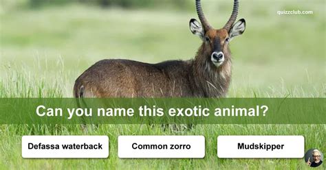 How Many Of These Exotic Animals Can Trivia Quiz Quizzclub