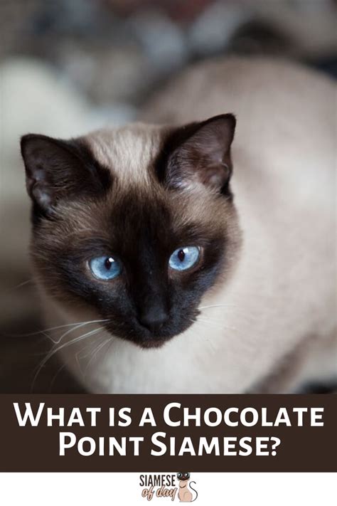 All About Chocolate Point Siamese Cat Artofit