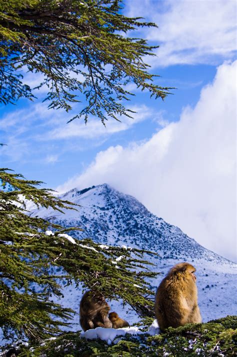 L'atlas tellien donne aussi naissance à plusieurs cours d'eau formant des vallées ou des plaines riches par leur flore et leur faune. Tikjda ,Algeria by Samir Bzk on 500px | Photo algerie ...