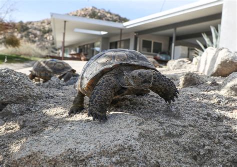 Dead Tortoises A Suicide And A Car Chase The Story Of Joshua Tree
