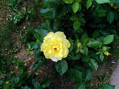 Free Picture Flora Yellow Flower Garden Nature Leaf Rose Plant