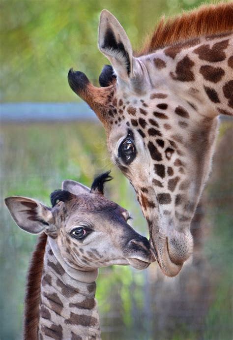 1297 Best Animals Giraffe Images On Pinterest Wild