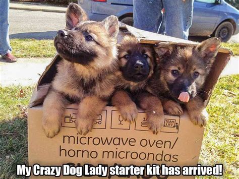 55 Funny Memes Of German Shepherds That Will Make You Laugh All Day