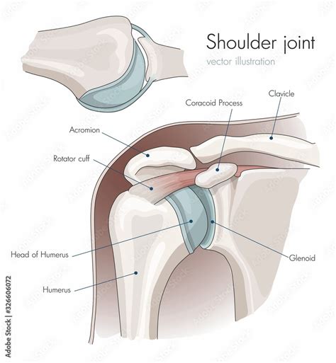 Anatomy Of The Shoulder Joint Labeled Stock Vector Adobe Stock