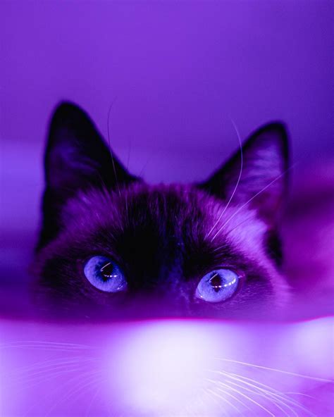 Purple Cat Wallpapers Top Free Purple Cat Backgrounds Wallpaperaccess