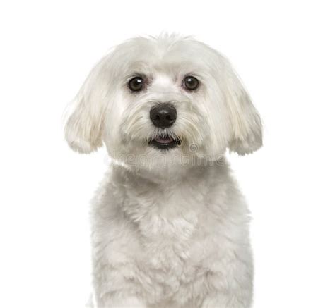 Maltese Dog 2 Years Old Sitting Against White Background Stock Photo