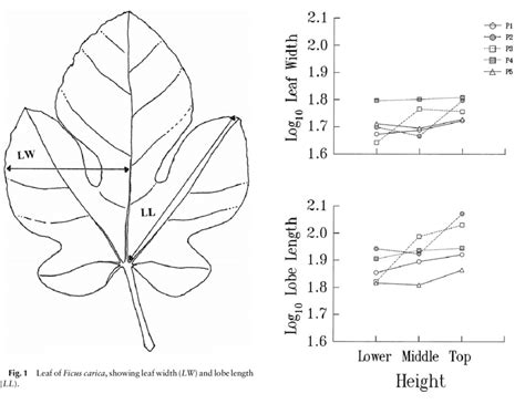 Interaction Of Plant And Height On Leaf Width And Lobe Length P1 P5