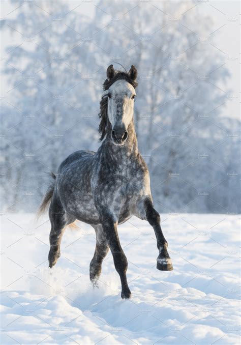 Dapplegrey Horse Run Gallop Containing Active Andalusian And Animal