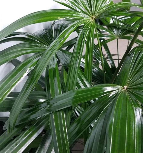 Lady Palm Rhapis Excelsa Indooroutdoor Live Plant 10 Etsy