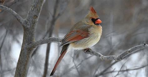 Northern Cardinal Was Named Illinois State Bird In 1929