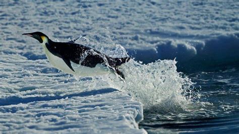 Nature Animals Winter Snow Penguins Antarctica Sea