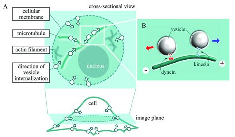 Concept Of Vesicle Transport In A Living Cell A Diagram Of