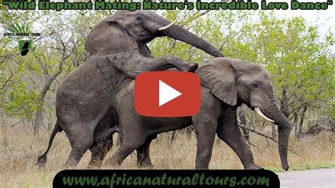 Elephant Mating In Tanzania Safari Tour Youtube